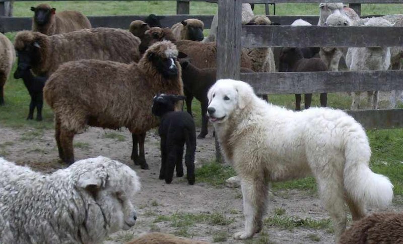 Kuvasz