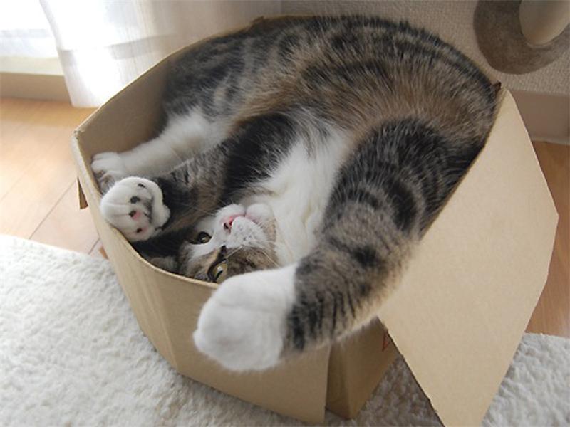 If It Fits, I Sits