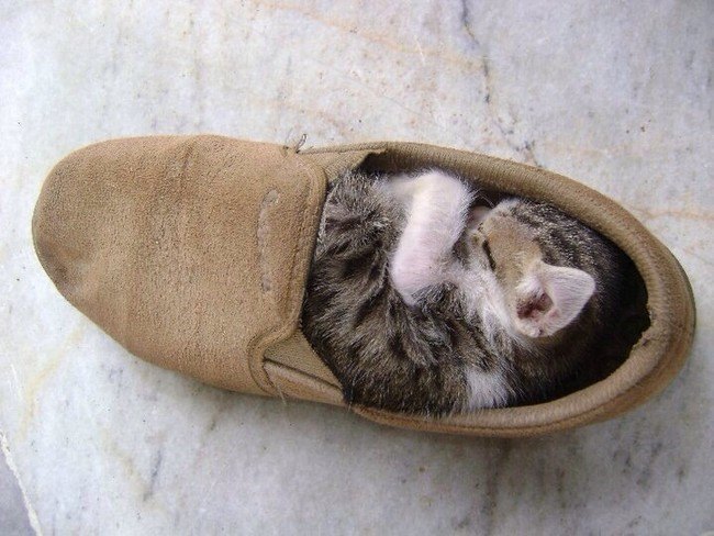 Cat Shoe