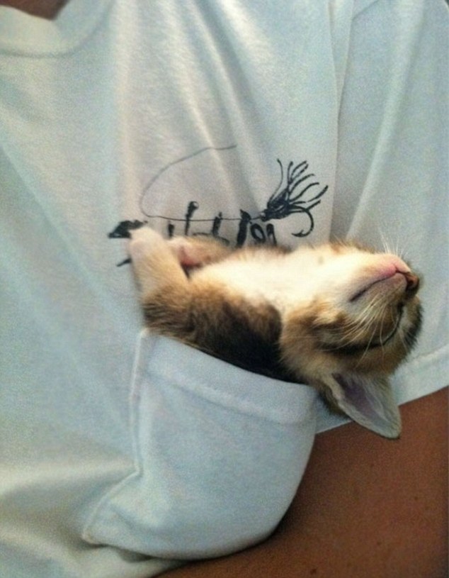 Pocket Kitty