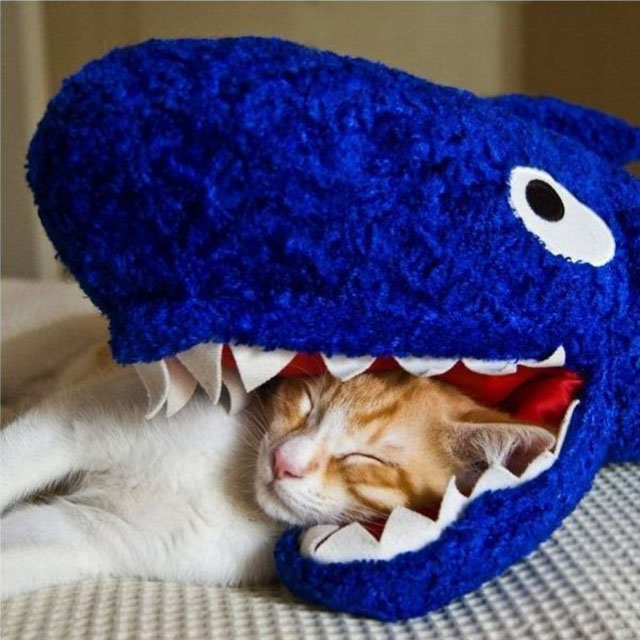 Best Pillow Ever