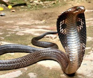 The Deadliest Snakes In The World | DailyForest