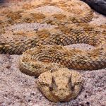 The Deadliest Snakes in the World | DailyForest