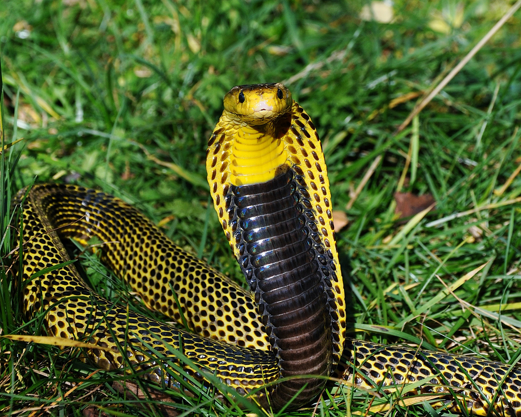 Philippine Cobra