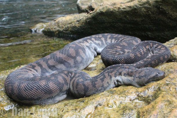 Elephant Trunk Snake