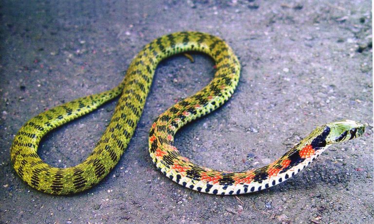 The Deadliest Snakes In The World | DailyForest | Page 11