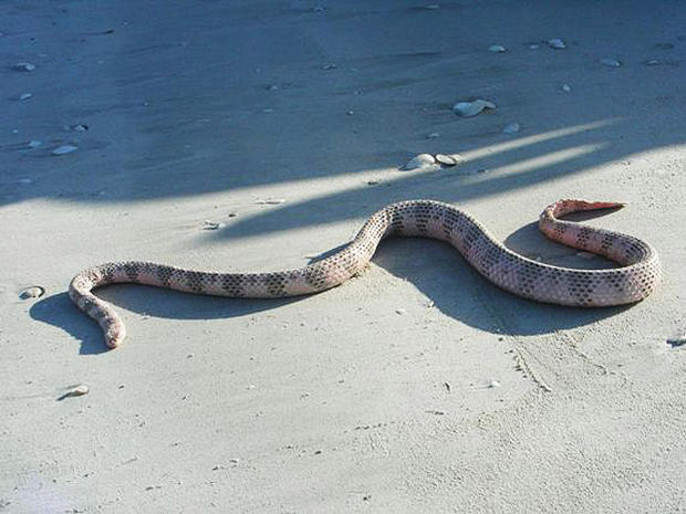 Dubois' Sea Snake