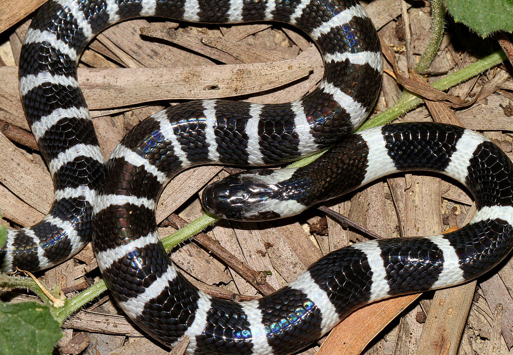 Many Banded Krait