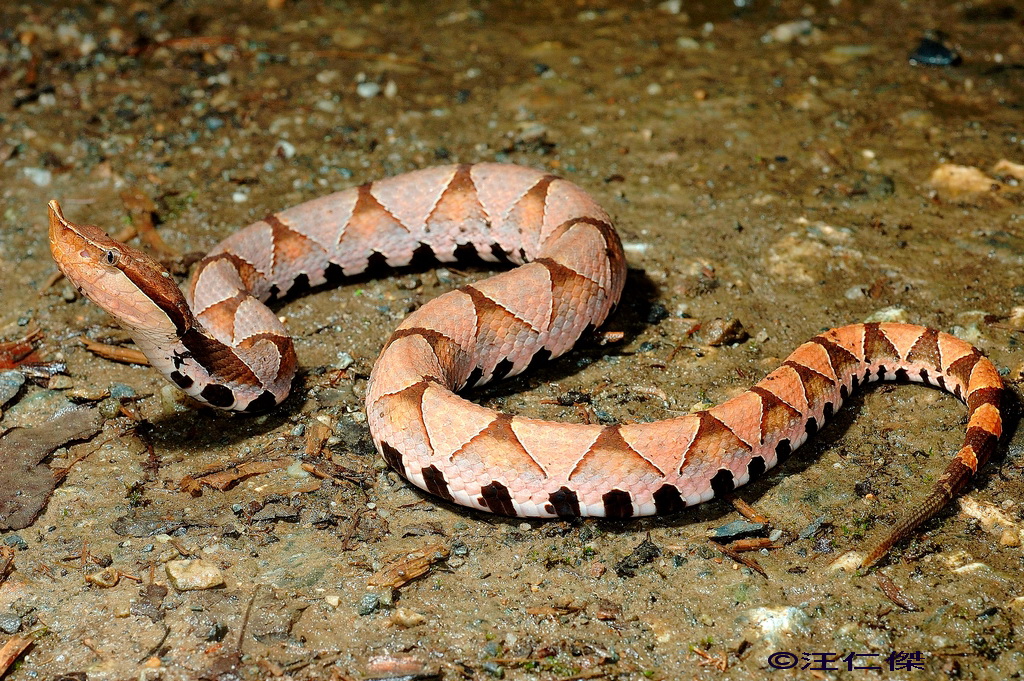 Sharp Nosed Pit Viper