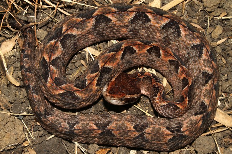 Malayan Pit Viper