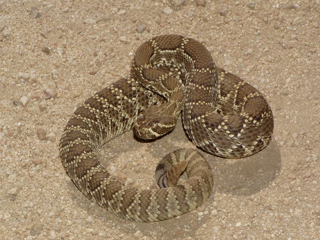 Mojave Rattlesnake