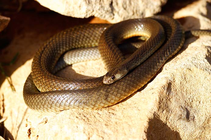 Western Brown Snake