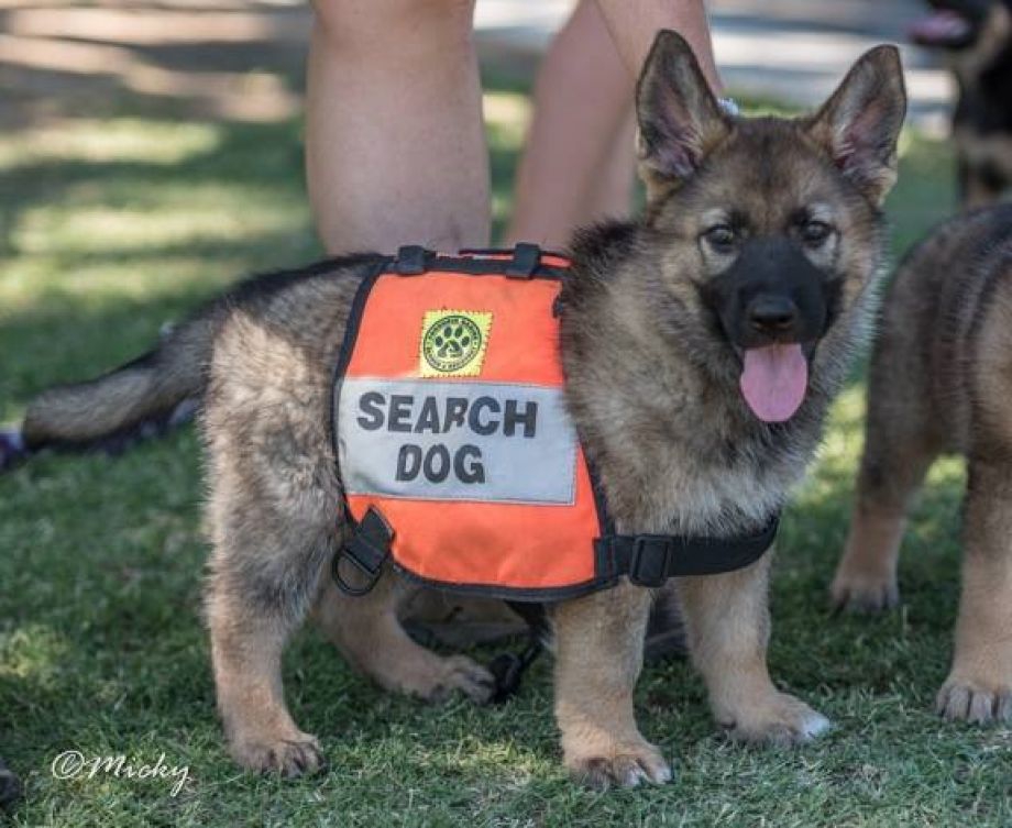 Facts About Search And Rescue Dogs You’ll Want To Know DailyForest