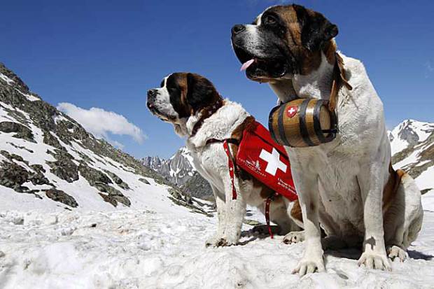 Snow Doggies