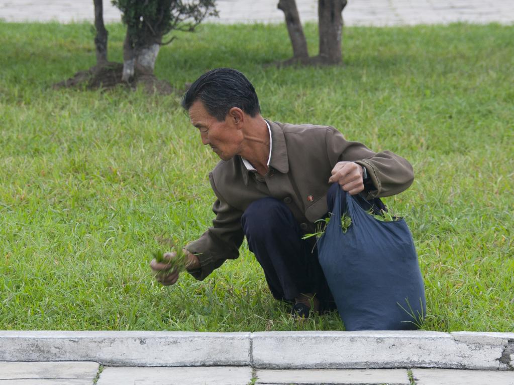 Collecting Grass Particles For Food