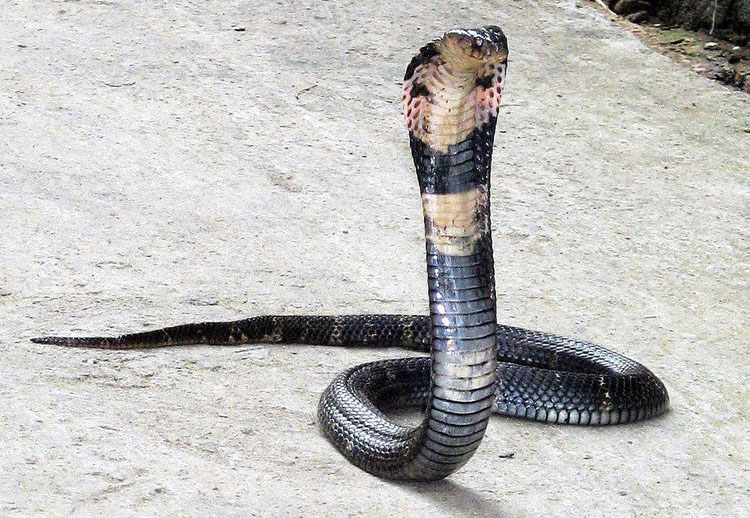 Chinese Cobra