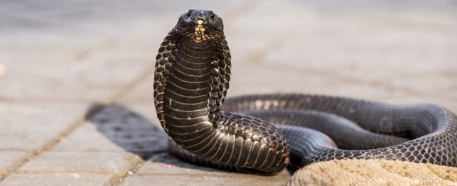 Egyptian Cobra