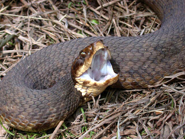 Water Moccasin