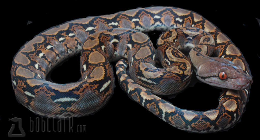 Reticulated Python