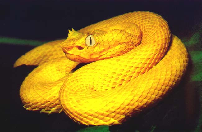 Eyelash Palm Pit Viper