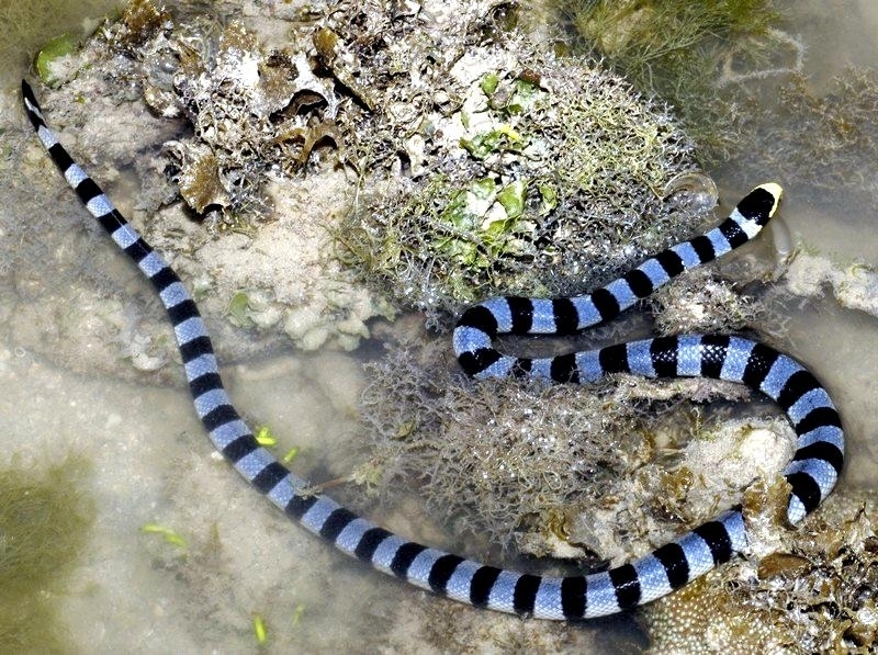 Faint Banded Sea Snake