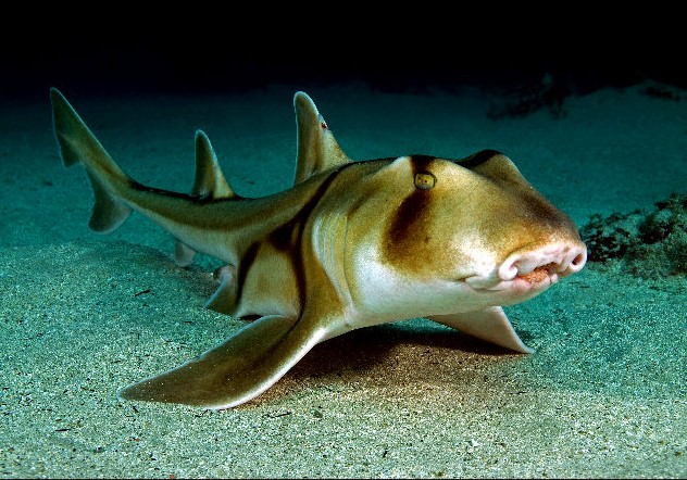 Port Jackson Shark