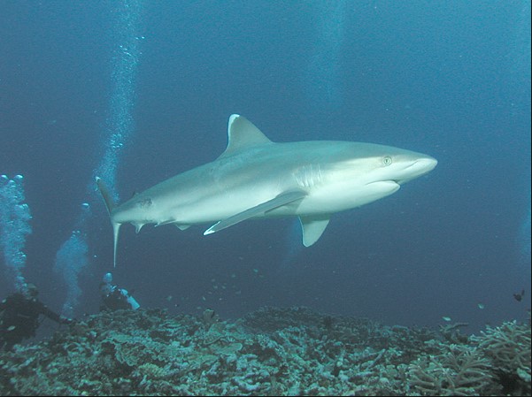 Bignose Shark