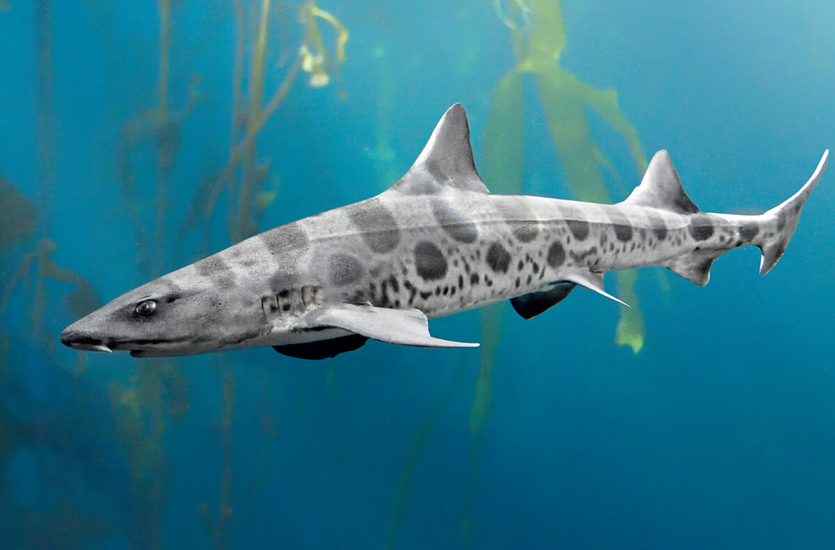 Leopard Shark