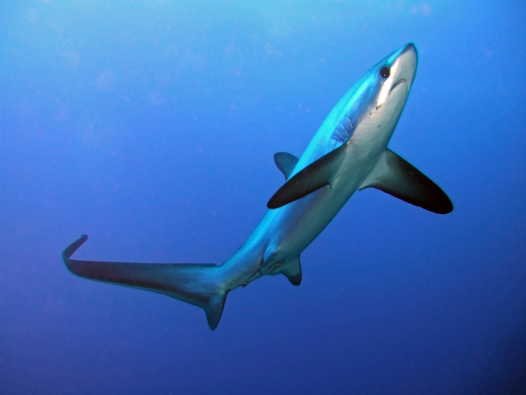 Common Thresher Shark