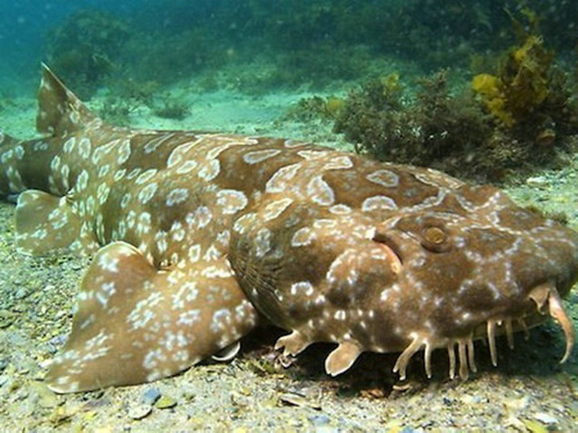 Wobbegong Shark