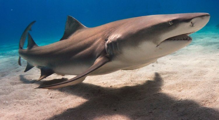 Lemon Shark