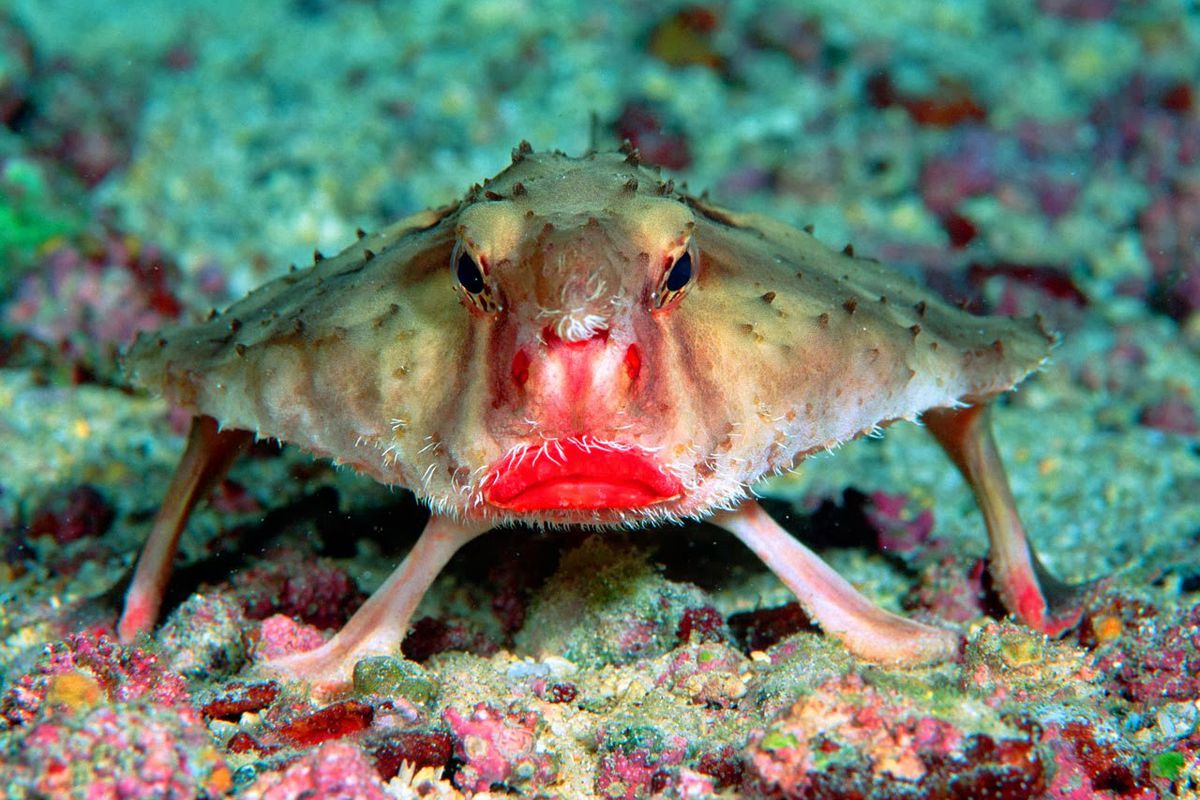 Red Lipped Batfist