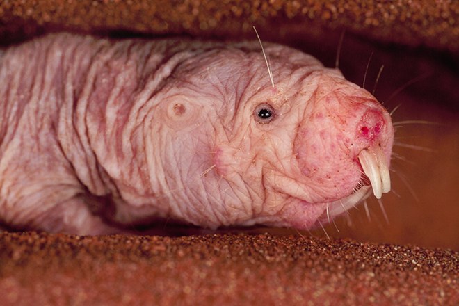 Naked Mole Rat