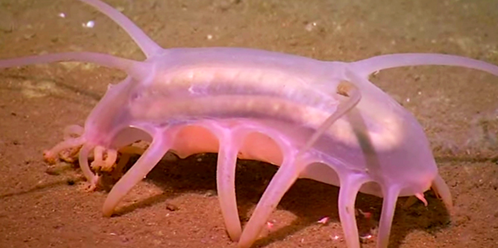 Sea Pig