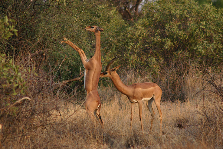 Gerenuk