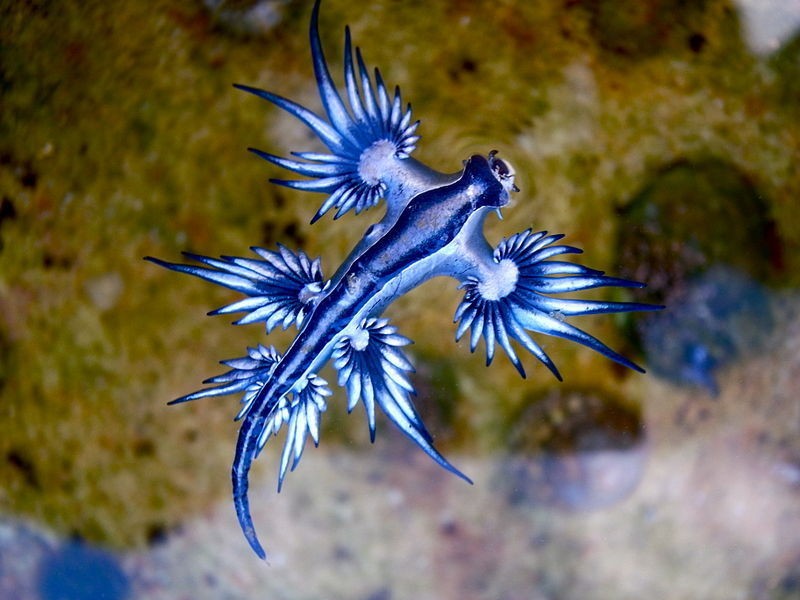 Glaucus Atlanticus