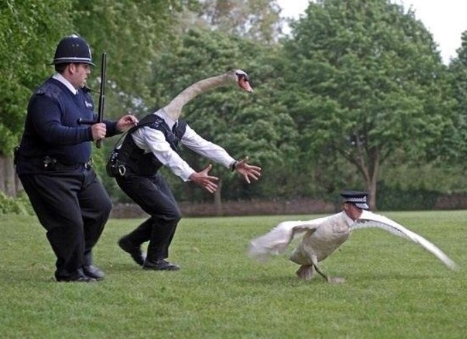 Goose On The Loose