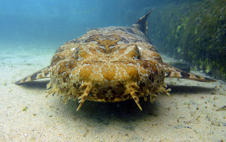 Spotted Wobbegong