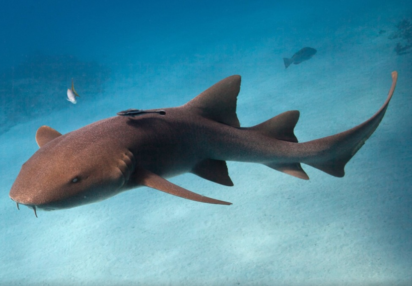 Nurse Shark