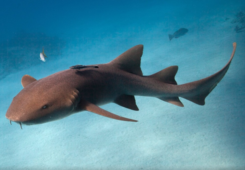 Are Nurse Sharks Dangerous Nurse Shark Deutsch Succed