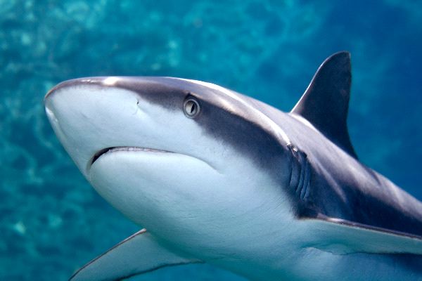 Grey Reef Shark