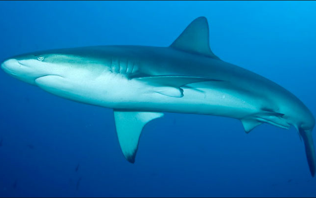 Galapagos Shark