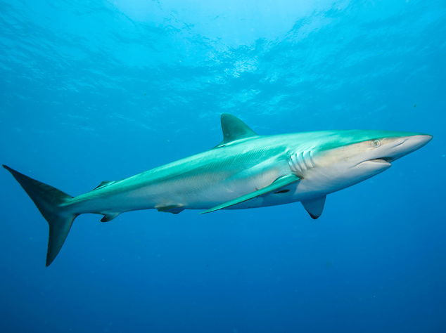 Silky Shark