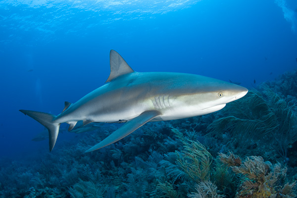 Caribbean Reef Shark