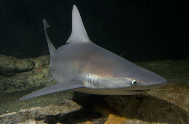 Sandbar Shark