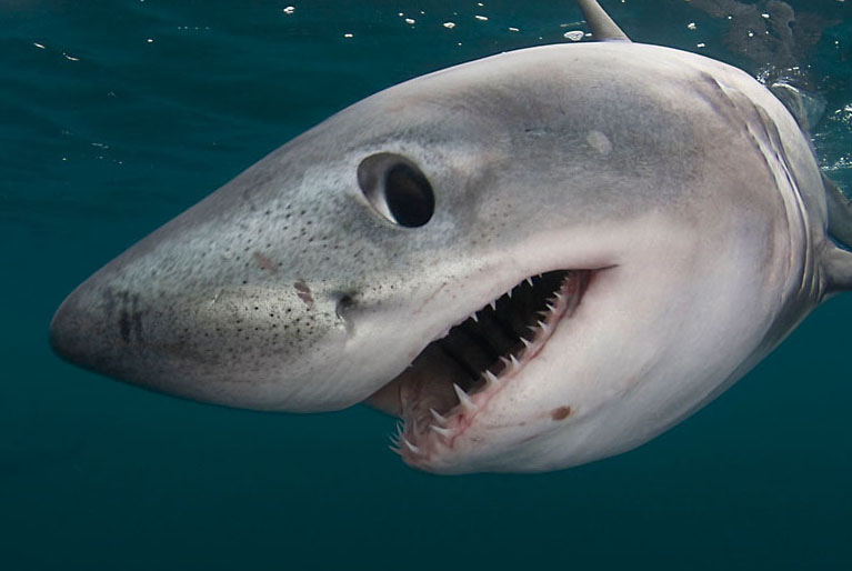 Porbeagle Shark, Canada