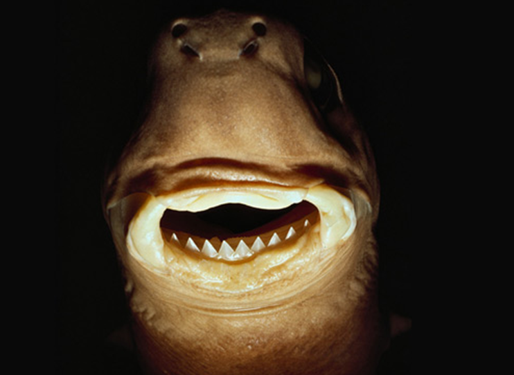 Cookiecutter Shark