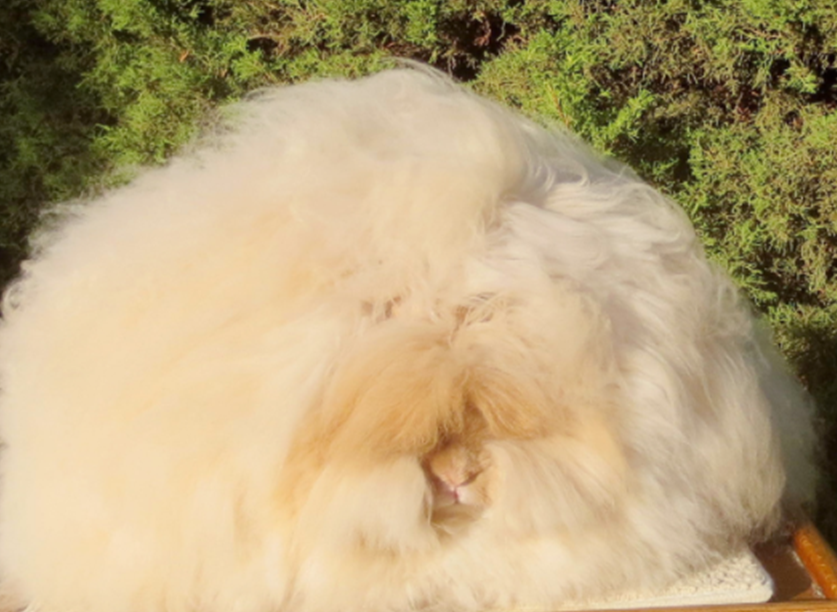 Angora Rabbit