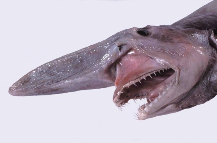 Goblin Shark