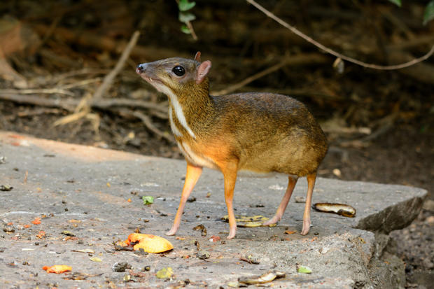 Male Lesser Mouse Deer